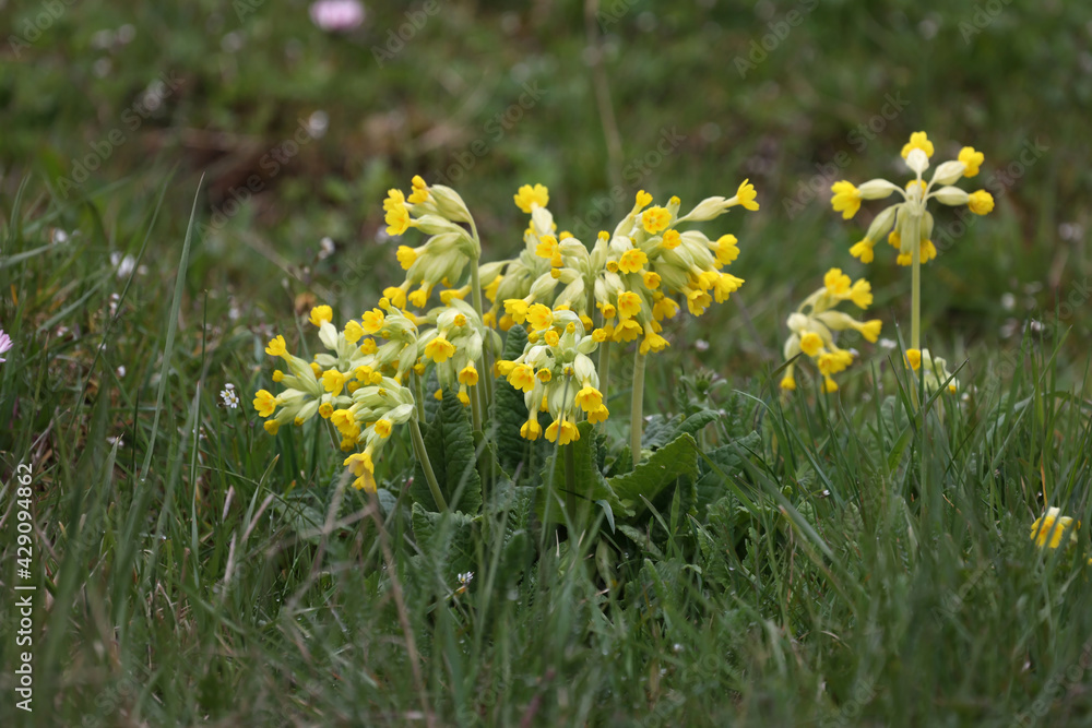 Macro of the primate Cowslip flowers or Primula veris on garden grass in spring Macro of the primate Cowslip flowers or Primula veris on garden grass in spring