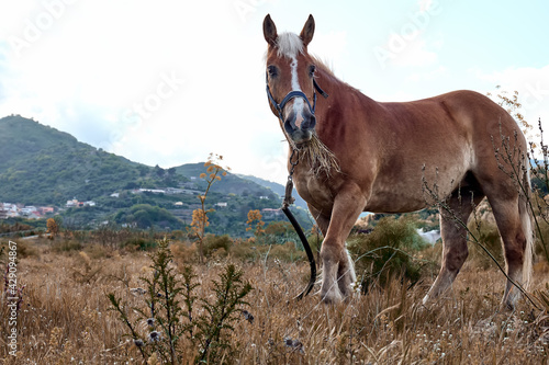 Brown horse grazes in a field with dry grass. Portrait of mare in mountain landscape near sunset. © Caterina Trimarchi