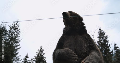 Close-up Portrait of Carpathian Brown Bear in Wild Nature. Dangerous Power fool Animals in Forest, Wildlife of Bears, Flora, and Fauna, living in wild free Habitat. Nature. Landscape. Wood.