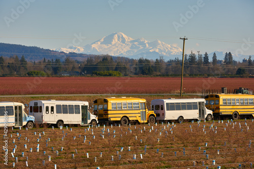 Pitt Meadows Agriculture. Busses for transporting farm workers parked in a field. Mt Baker rising in the background.