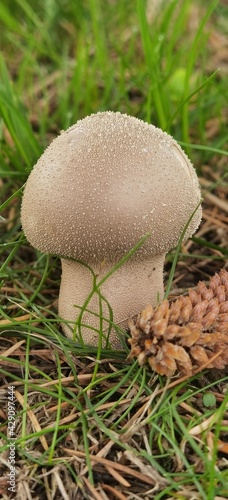 mushroom in the grass