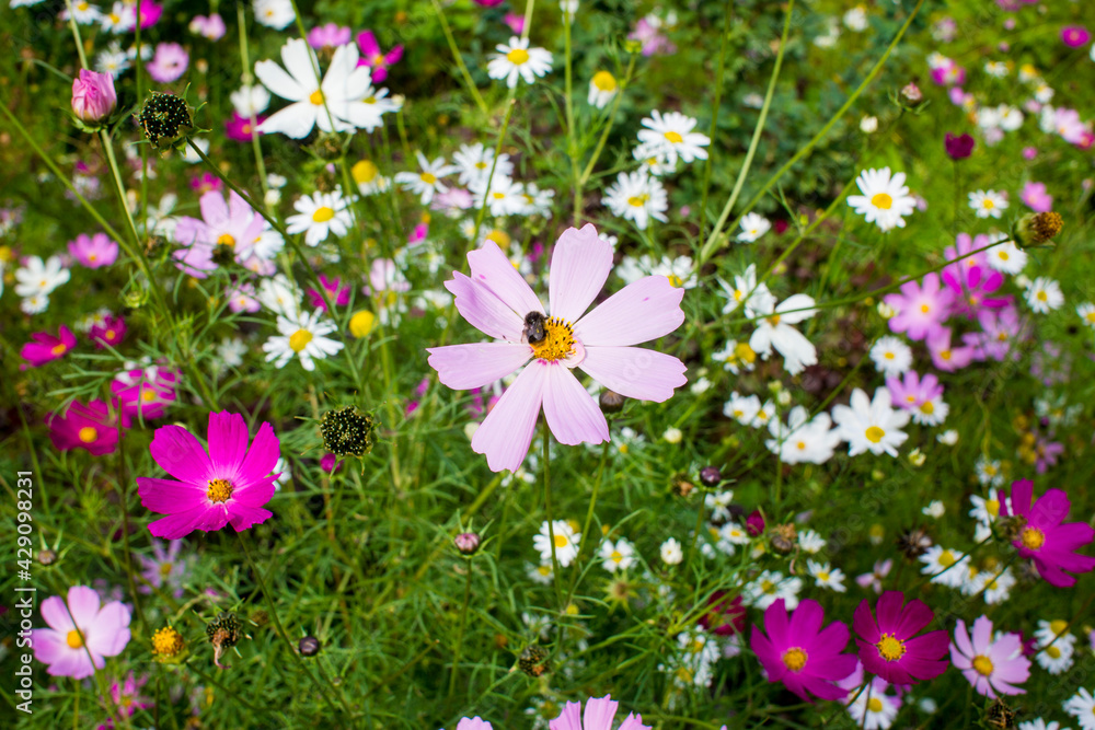 Pink daisies flower in a flowerbed with bumblebee against a background of green leaves Pink daisies flower in a flowerbed with bumblebee against a background of green leaves