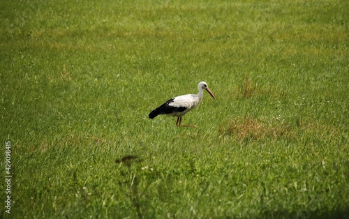 An adult stork in search of food in wide open spaces of meadows