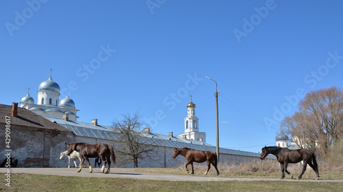 Horses on the background of an Orthodox Monastery.Yuriev Monastery.Veliky Novgorod, Russia.Spring view