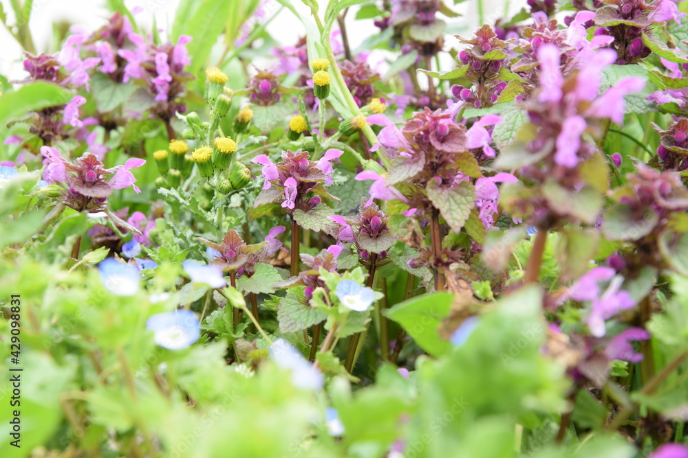 Fototapeta premium Blooming wild flowers on spring