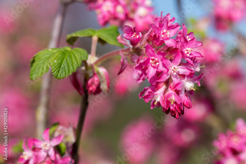 Wallpaper Mural Close up of flowers on a red flowering currant (ribes sanguineum) shrub Torontodigital.ca