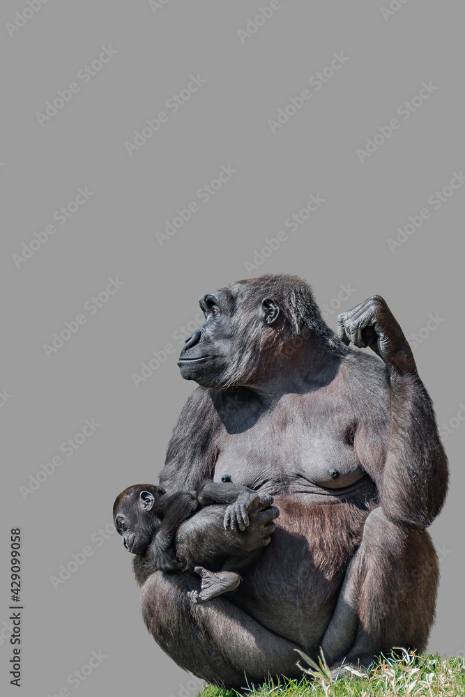 Cover page with portrait of powerful female African gorilla at guard with a baby at solid grey background with copy space. Concept of wildlife biodiversity, animal welfare and nature sustainability
