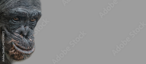 Banner with a portrait of happy smiling Chimpanzee, closeup, details with copy space and solid background. Concept biodiversity, animal care and welfare and wildlife conservation.
