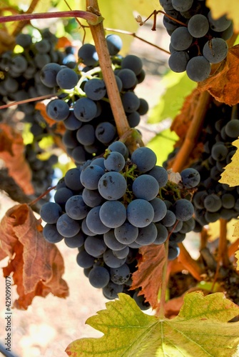 Purple grapes for red wine are reading for harvest. The vines grow on terraced terrain in the Sierra Foothills. 