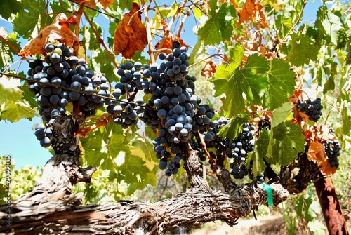 Purple grapes for red wine are reading for harvest. The vines grow on terraced terrain in the Sierra Foothills. 