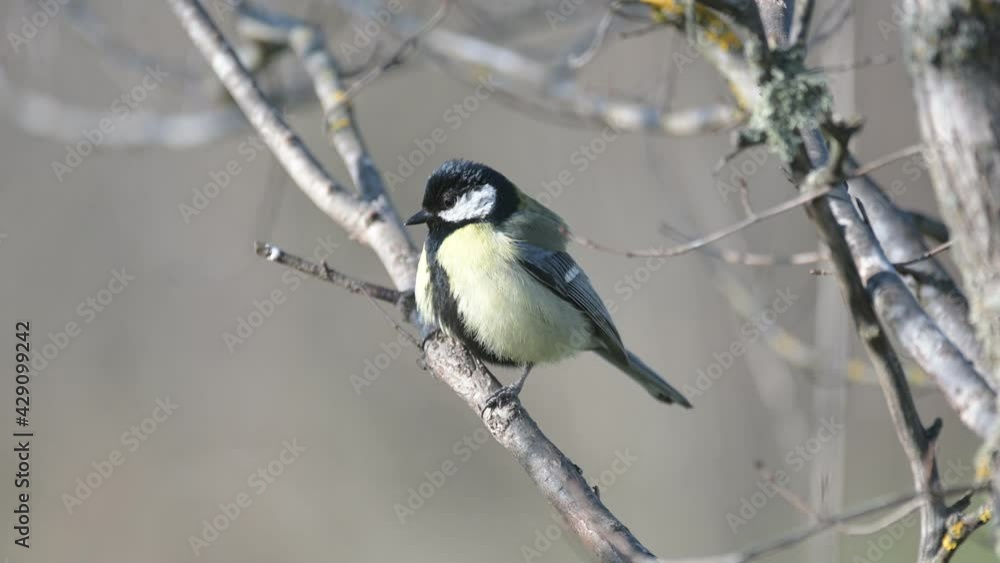 Great tit Parus major in the nature habitat Great tit Parus major in the nature habitat