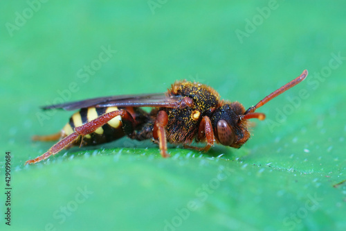 Closeup of a female Lathbury's nomad bee, Nomada lathburiana on a green leaf