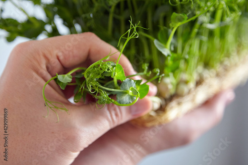 Microgreen pea sprouts in female hands. Micro greens