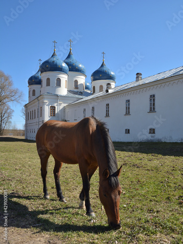 Brown horse in front of an Orthodox church . Veliky Novgorod, Russia. Yuriev Monastery. Holy Cross Cathedral 