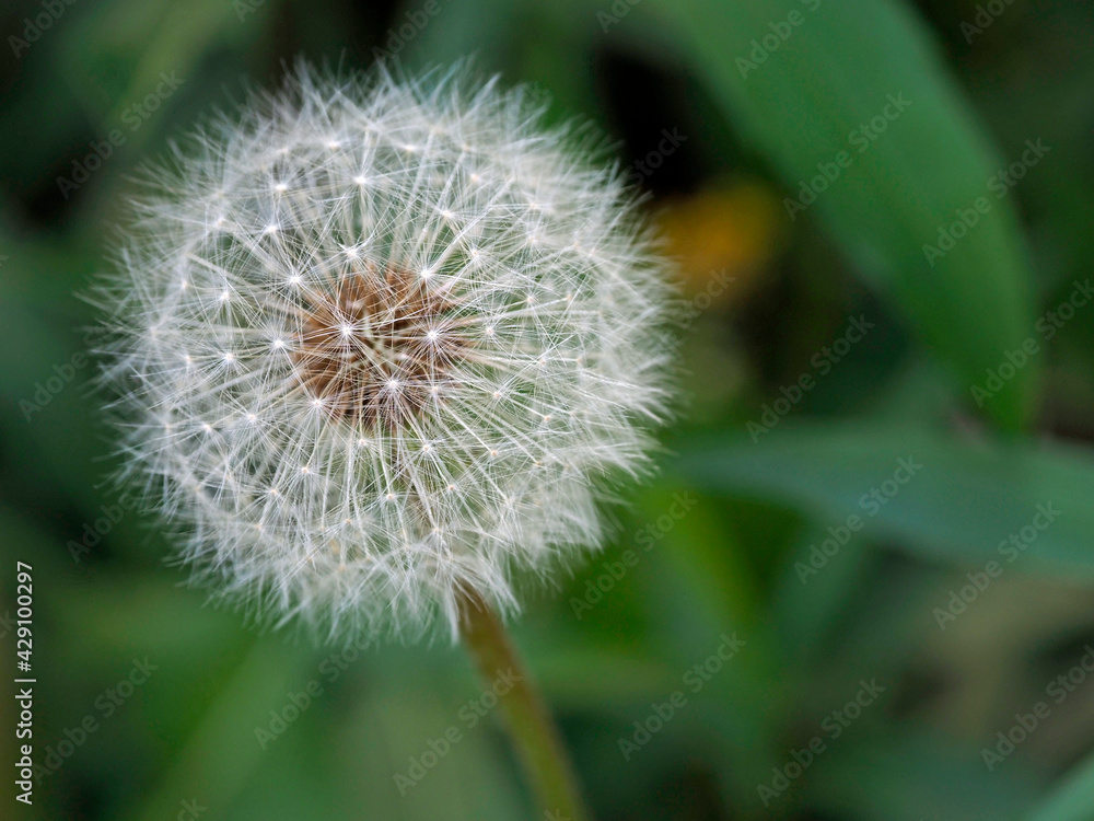 Tokyo,Japan-April 20, 2021: Dandelion puff or parachute ball in a garden
Tokyo,Japan-April 20, 2021: Dandelion puff or parachute ball in a garden