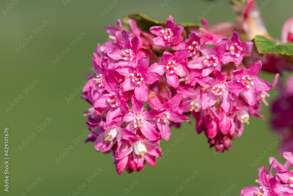 Fototapeta premium Close up of flowers on a red flowering currant (ribes sanguineum) shrub