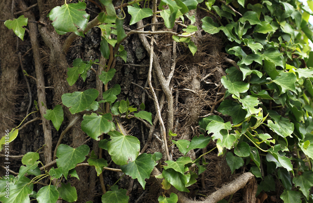 Obraz premium ivy entwined the trunk of a tree has taken many roots, against the background of a blurred forest background 