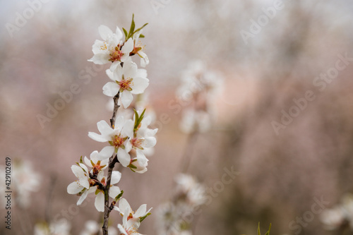 Close up apple blossom white and pink flowers, flowering branch of apple tree, picturesque symbol of early spring, Petrin hill, fruit orchard, sunny day, selective focus, blurred background, Prague