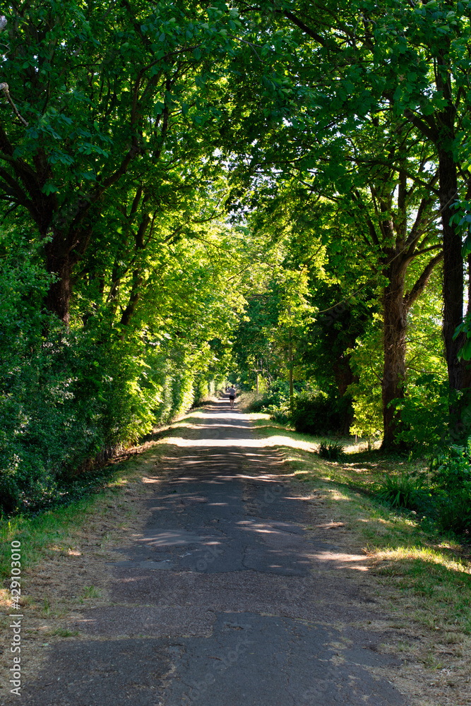 Fototapeta premium Early summer sunshine, fresh greenery, and footpath