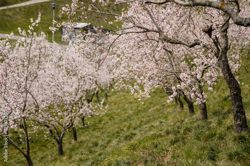 Wallpaper Mural Petrin hill city center, cherry apple blossom, white flowering fruit trees orchard, early spring sunny day, selective focus, blurred background, Seminar garden, Prague, Czech Republic Torontodigital.ca