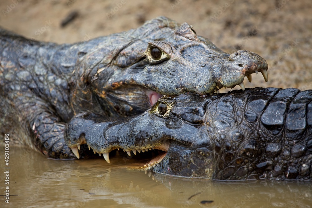 Obraz premium Closeup of two Black Caiman (Melanosuchus niger) fighting jaws locked Pampas del Yacuma, Bolivia