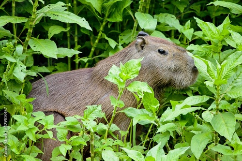 Side on portrait of Capybara (Hydrochoerus hydrochaeris) hiding in green jungle Pampas del Yacuma, Bolivia.
