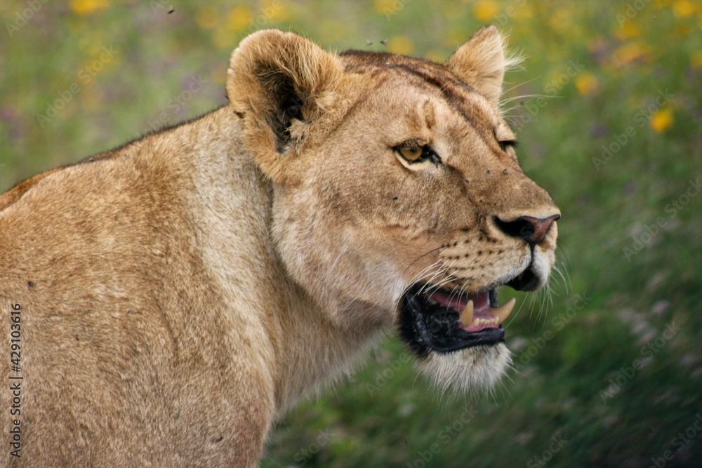Closeup portrait of wild lion (Panthera leo) showing teeth in Ngorongoro Crater, Tanzania. Closeup portrait of wild lion (Panthera leo) showing teeth in Ngorongoro Crater, Tanzania.