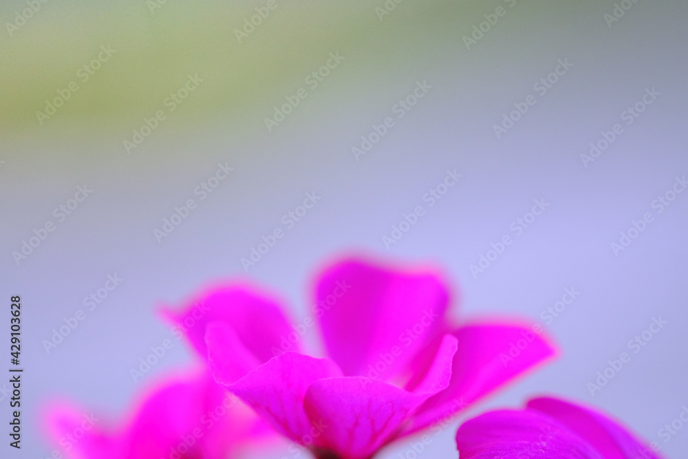 タイトル : ベランダにてガーデニング。ピンクのゼラニウムの花のクローズアップ。花言葉は「決心」「決意』