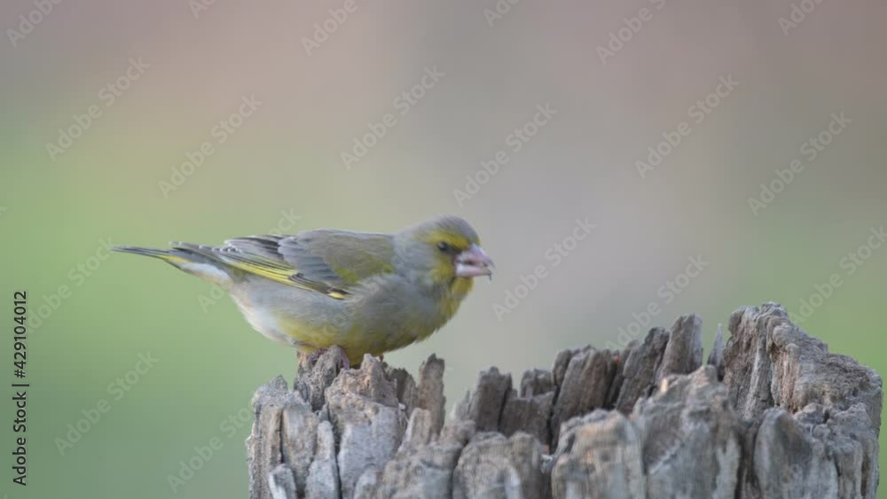 European greenfinch Chloris chloris eats seed European greenfinch Chloris chloris eats seed