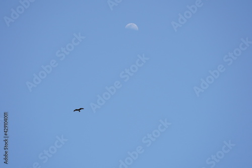 black kite and the moon