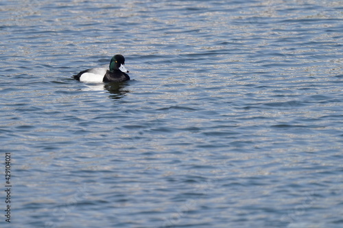 greater scaup in the pond