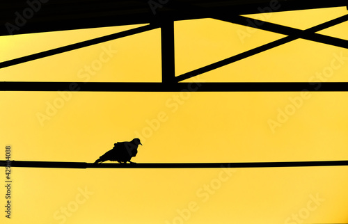 silhouette of single and alone turtle dove or a pigeon with yellow tones standing under the metal roof during overcast and rainy day. It is feathers shaking by wild and seems to be frozen.