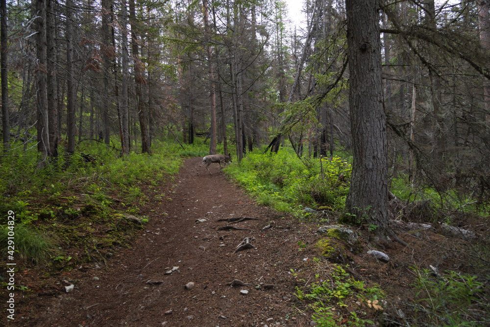 Deer crossing a hiking trail in the forest
Deer crossing a hiking trail in the forest