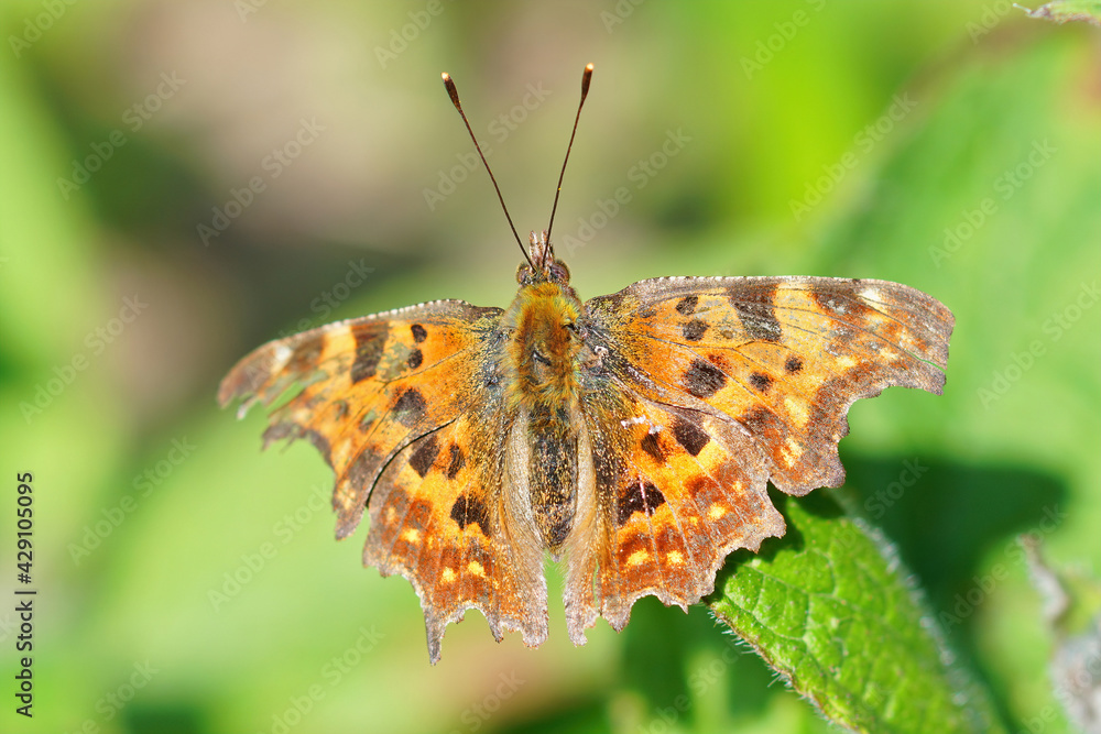 Closeup f the Comma butterfly, Polygonia c-album, a species which overwinters and emerges soon in the spring Closeup f the Comma butterfly, Polygonia c-album, a species which overwinters and emerges soon in the spring