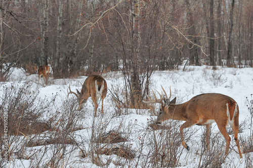 Wallpaper Mural Group herd of White Tail bucks, stags walking through city park in winter Torontodigital.ca