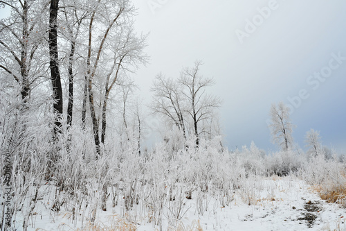 Evening fog lifts over frosted tip trees in city park 