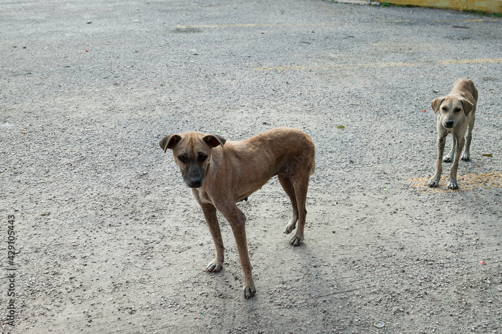 Two malnourished Mexican stray dogs in an empty parking lot, Yucatan, Mexico. Two malnourished Mexican stray dogs in an empty parking lot, Yucatan, Mexico.