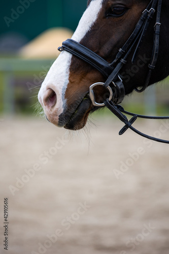 Horse close-up of the mouth with the base of the head, bridled with a bridle.. © RD-Fotografie
