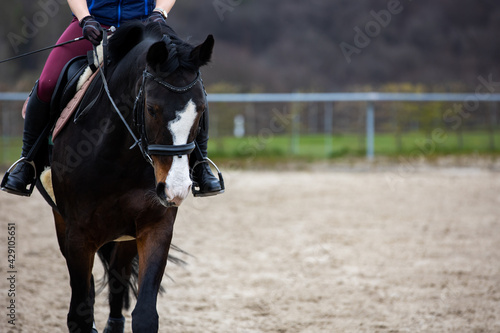 Horse on the riding arena with rider, front view with space for text on the right..