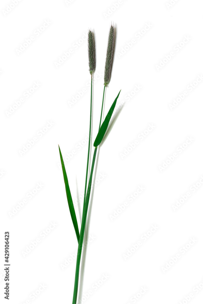 Fototapeta premium Herbes des champs