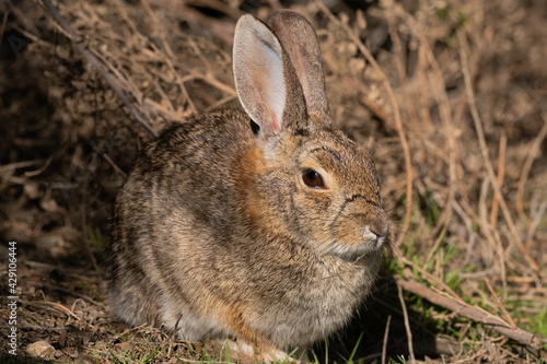 Riparian Brush Rabbit Sitting Very Still