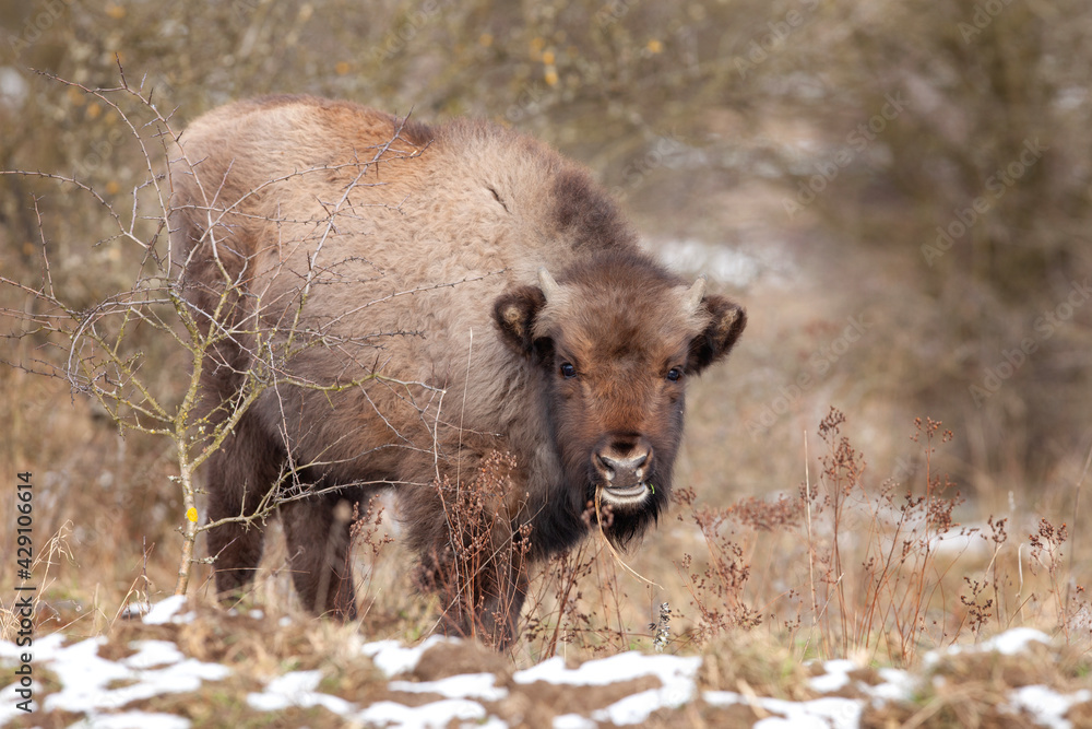 European bison in snowy nature. Bison in the bushes area. European wildlife. European bison in snowy nature. Bison in the bushes area. European wildlife.