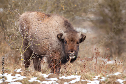 European bison in snowy nature. Bison in the bushes area. European wildlife.  © prochym
