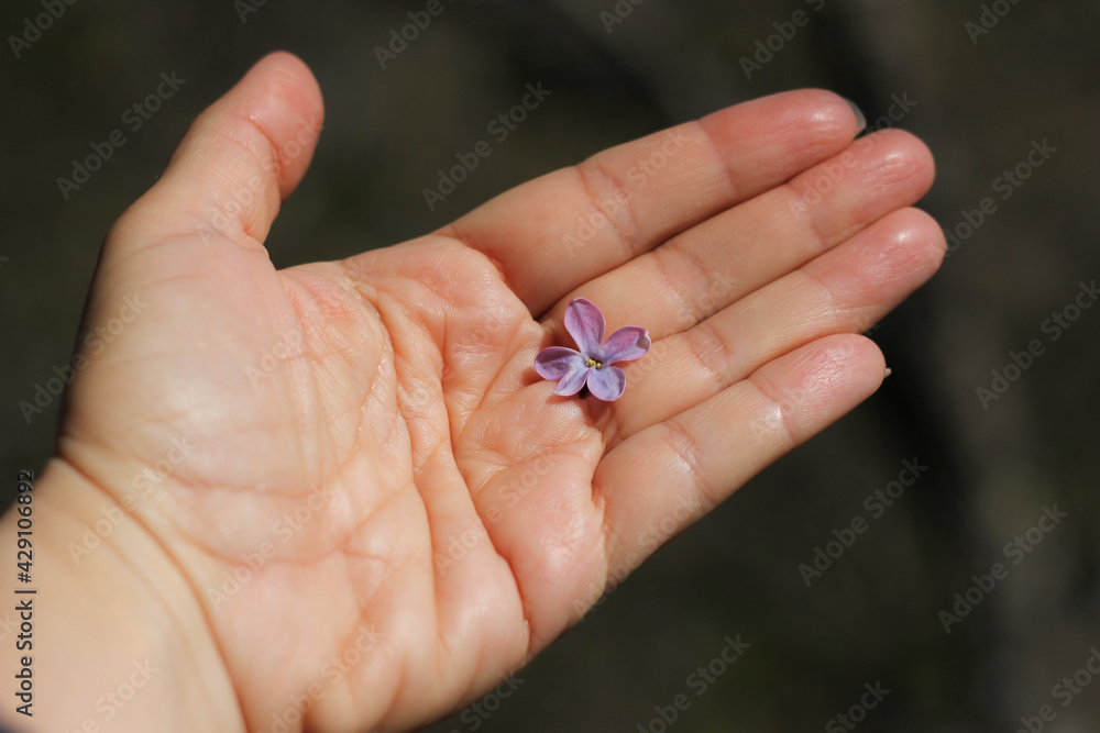 female palm with life lines, on which lies one lilac flower, on a blurred dark background female palm with life lines, on which lies one lilac flower, on a blurred dark background