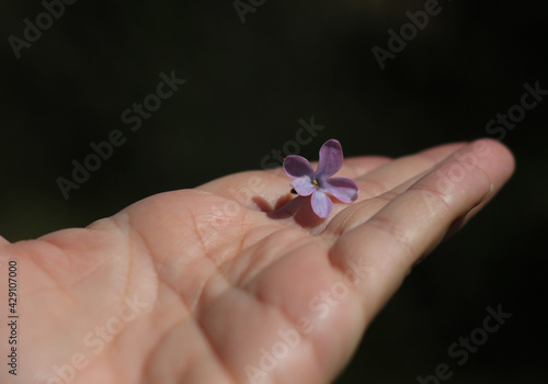 female palm with life lines, on which lies one lilac flower, on a blurred dark background  © Inna Italy
