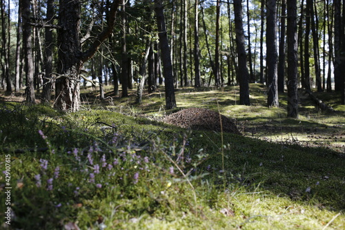 Fototapeta Naklejka Na Ścianę i Meble -  las mrowisko drzea