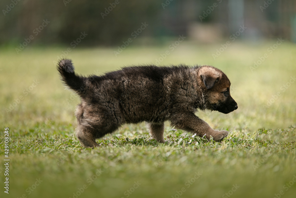 German shepherd puppy in the grass German shepherd puppy in the grass