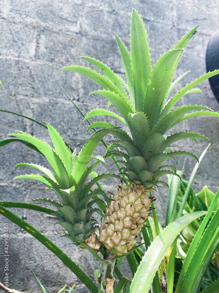 Obraz premium Piña