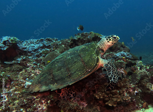A Hawksbill turtle on hard corals Boracay Island Philippines