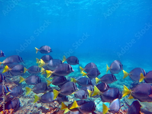 School of surgeon fish at Punta Cormorant, Floreana Island, Galapagos, Ecuador photo